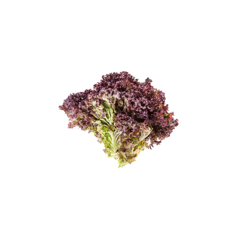 Lollo Rosso Lettuce